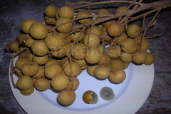 Dimocarpus longan